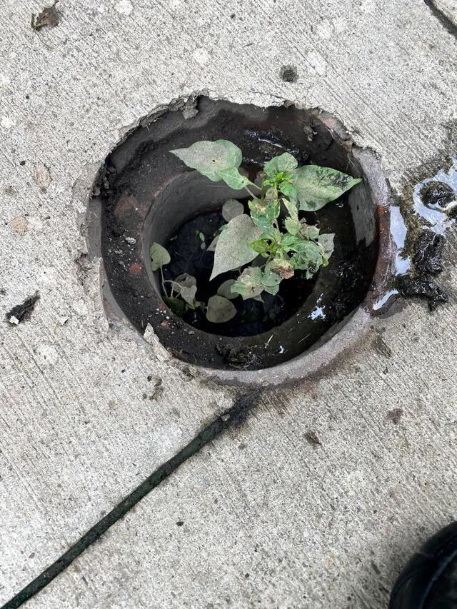 Sewer cleaning project 4